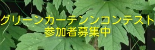 グリーンカーテンコンテスト