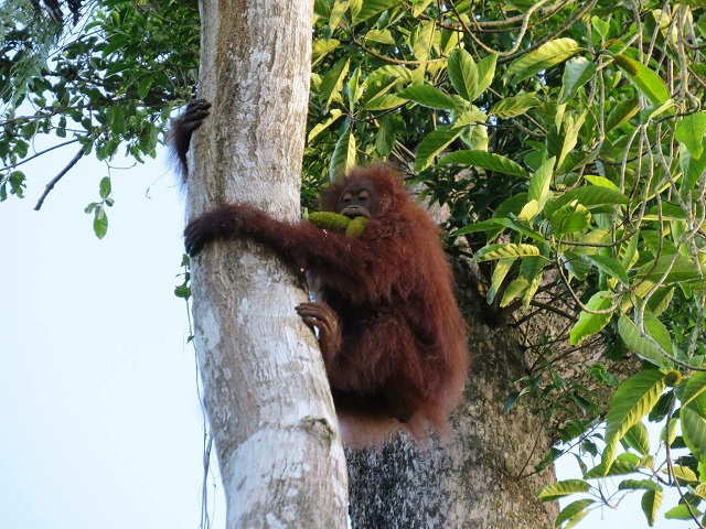 オランウータン