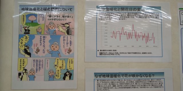 地球温暖化と桜の開花